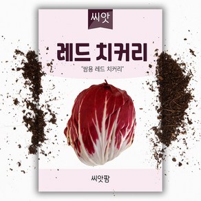 레드치커리씨앗 (900립) / 치커리씨앗