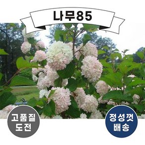 설구화(수구화) 키 1.0내외 개화주 (분), 1개