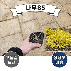 (나무85) 왜성개나리 님버스 5치포트, 4개