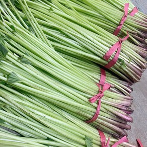[남도의맛] 전라도 자연산 머위대 2kg(특품), 단품