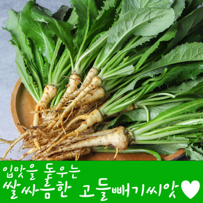[농대나온남자] 고들빼기 씨앗 3000립 + 나비끈끈이트랩, 1개