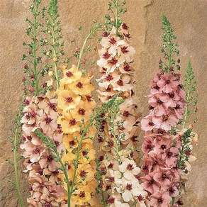 버바스쿰 서던참(종자 꽃씨앗 / 10립)Vebascum Southen Cham, 1개