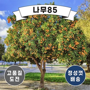 (나무85) 귤나무 7종 시리즈 중 택1, 3.귤나무 7치, 1개