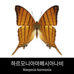 하르모니아마페시아나비표본 Mapesia hamonia