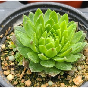 용설 솔방울 바위솔 Sempervivum Jovibarba 분경 석부작 전원주택 정원식물 월동하는 다육식물 용설tv 유튜브 추천 상품