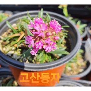 [비젼플라워] (야생화놀이터)--노지월동---베란다월동-동자꽃-고산동자꽃-흰색 핑크 랜덤상품, 1개, 00