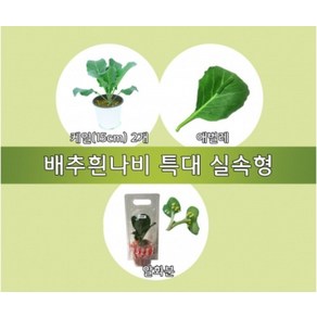 배추흰나비 특대 실속형