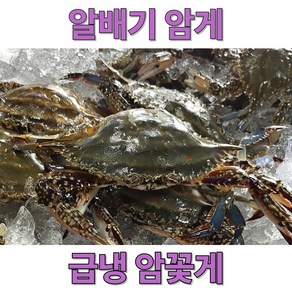 신속발송 산지직송 국내산 제철 꽃게