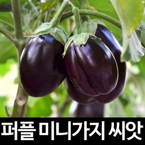 퍼플 미니 가지 씨앗 채소 야채 종자 판매 씨 50알