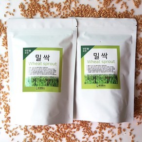 세경팜 밀싹씨앗 300g