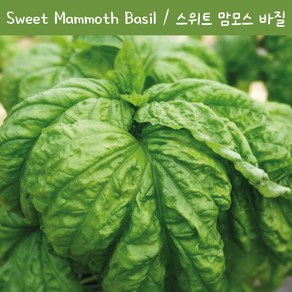 스위트 맘모스 러플드 바질 Sweet Mammoth Ruffled 바질 키우기세트 교육용 체험용, 1개