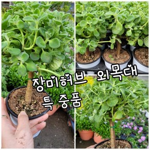 장미허브 외목대 0012 특중품 랜덤 공기정화식물/미세먼지/공기정화효과 공기정화식물, 1개