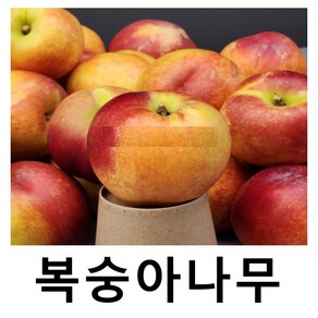 복숭아나무 묘목 천도 옐로드림 접목1년 특묘, 1개