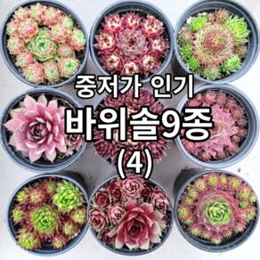 중저가 바위솔9종+1(사은품)세트 04번/ 방수라벨 이름표 첨부 / 분채배송 월동다육 꽃과정원이야기