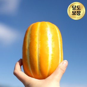 [당도보장] 숲속상점 고당도 성주 참외 당일수확 산지직송, 1개, 정품 로얄과 3kg(12과 내외)