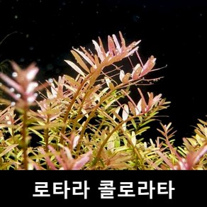 수초몰 로타라 콜로라타 (6촉) 초보자수초 자연수초 인기수초 초보수초 키우기쉬운수초 모스 수초맛집