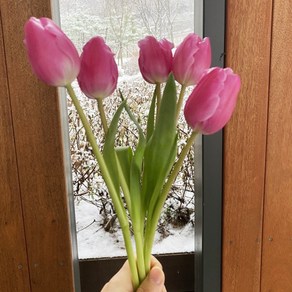 오후의 꽃 생화 튤립 한송이 꽃다발 꽃배달 싼곳 양재꽃시장, 1개, 분홍빛튤립 5송이