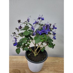 봄봄 나비수국 15센지분, 1개
