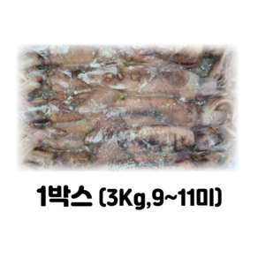 오징어 베이트/육동/업소용 냉동오징어/통오징어(9~11미) 3kg, 1박스