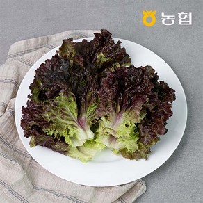 GAP인증 농협선별 적상추 500g 1kg, 01.적상추 500g, 1개