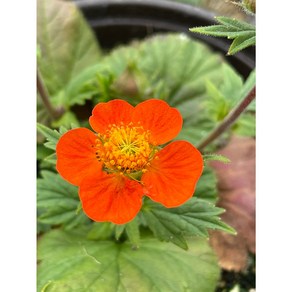 주황뱀무 [야생화담담], 1개