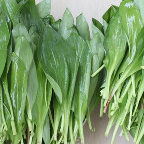 [공작소]울릉도 명이나물 생채 생명이나물 장아찌, 1박스, 1kg