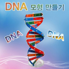 DNA 모형만들기(1인용)