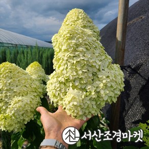 목수국나무 라임라이트 4치포트 개화주 묘목 서산조경마켓