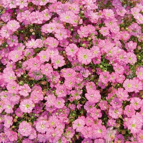 안개초 집시 화이트 딥로즈(종자 꽃씨앗 / 10립)Gypsophila Gypsy, 집시 딥로즈, 1개