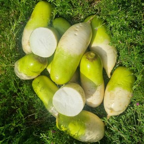 [하나로농수산] 싱싱한 제주 월동무 2kg 5kg 10kg, 1개, 3kg내외(2~3개입)