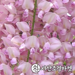 등나무 묘목 로지아(분홍꽃) C2사각포트 나무 서산조경마켓