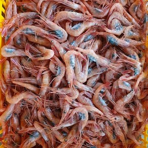 단맛 최고조 횟감 단새우 1kg (50미내외) 냉동, 1개, 1kg / 50미내외