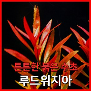 [수초농부] 루드위지아 튼튼한 붉은 수초, 4개