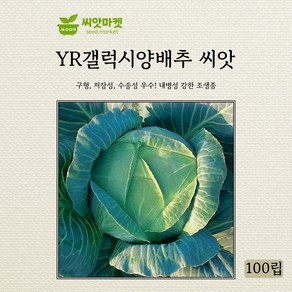 다농 YR갤럭시양배추 씨앗 100립, 1개