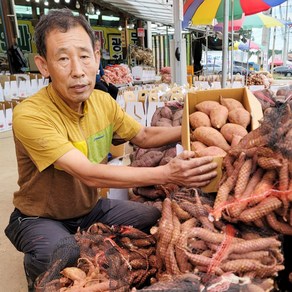 태안 안면도 햇 호박고구마(한입) 5kg10kg, 1개