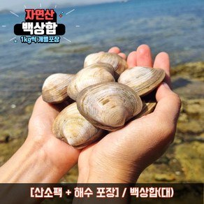 백상합 상합 백합 생합 백생합 조개탕 조개찜