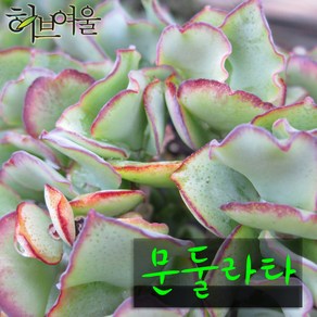 [허브여울다육] 문둘라타 지름 9cm 소품 다육화분, 1개