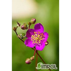 [평창][5포트]초화화, 5개