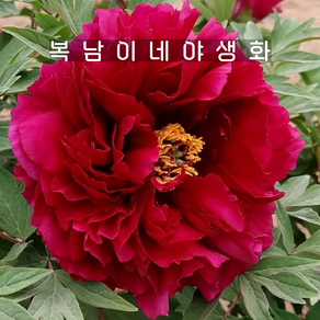 개량꽃목단 묵윤절윤 3지이상 [1뿌리 복남이네야생화 목단 피오니 peony] 뿌리묘, 1개