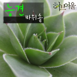 [허브여울바위솔] 능견 바위솔 (노지월동) 지름 9cm 소품 다육화분, 3개