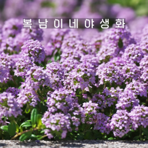 허브 크리핑타임 [4개 복남이네야생화 모종 포복성 지피식물 백리향 thyme], 4개