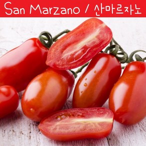 San Mazano 이탈리아 산마르자노 소스 토마토 희귀토마토 씨앗 교육 체험용, 1개