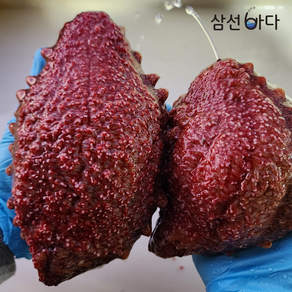 청정거제 *해녀물질 [직접채취] 산지직송 당일조업 거제해녀가 갓 잡아 올린 자연산 홍해삼 1kg 약해삼 홍삼 해삼회 빨간해삼, 1개