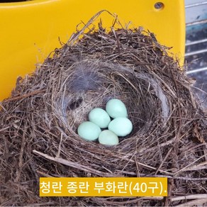 [국대과일촌] 난각번호 1번 자연방사 청란 유정란 초란 부화란, 청란식용유정란, 20구 한팩, 1개