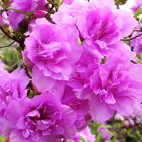 철쭉나무 묘목 (겹철쭉) - 키30~40cm 개화주(분) 1개
