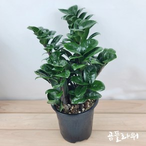 보석금전수소품 27cm 포트12cm 돈들어오는금전수 곰플라워