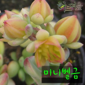 [허브여울다육] 미니벨 금 지름 9cm 소품 (상토와 마사만 사용한 건강한다육), 1개