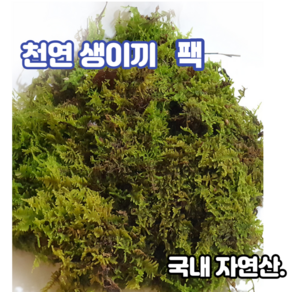 이끼 24cm*18cm 팩 천연생이끼 털깃털이끼 고급화분장식 테라리움, 1개