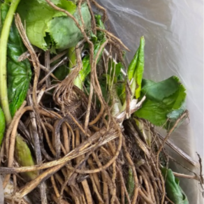 다수확곰취모종(2년차 종근) 20개 ta253, 1개