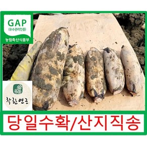 GAP인증 착한연근 국내산 연근 (특)상품 1kg 2kg 3kg 5kg 10kg(특+상) 건조연근500g/산지직송